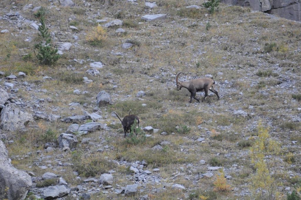 HeLa 18: Asterix & Obelix