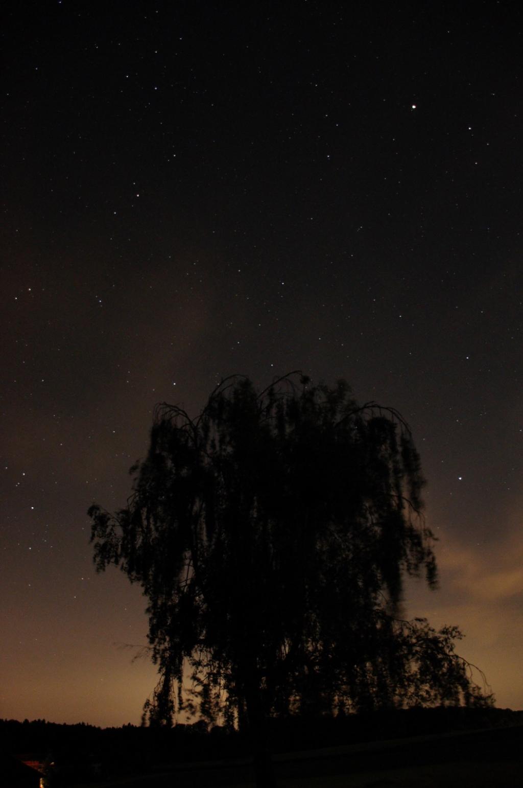 PfiLa 19: Robin Hood