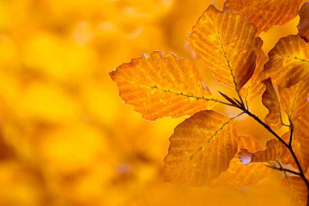 Herbstferien