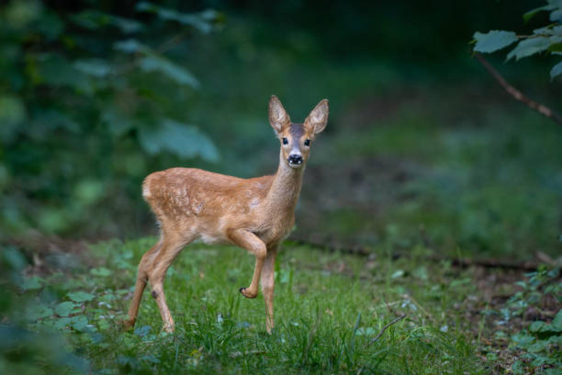 Waldgottesdienst (Leiter:innen)